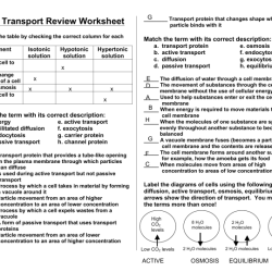 Cell transport task cards answer key