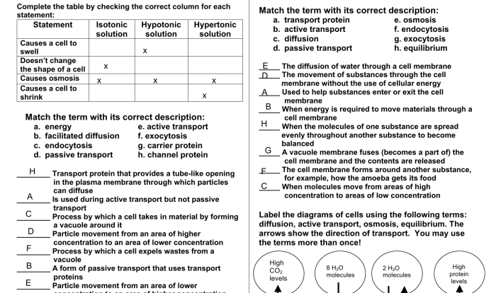 Cell transport task cards answer key