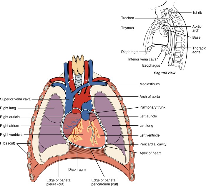 Label the structures of the thoracic cavity