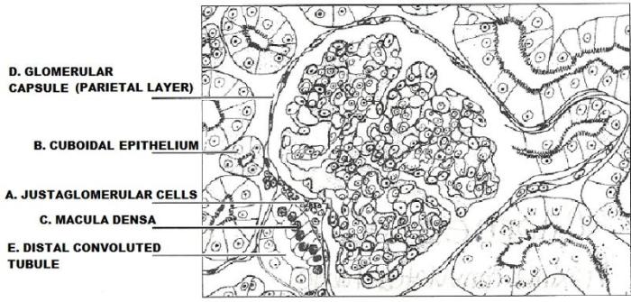 Anatomy of the urinary system exercise 40