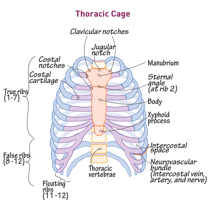 Label the structures of the thoracic cavity