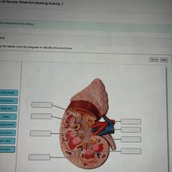 Anatomy of the urinary system exercise 40