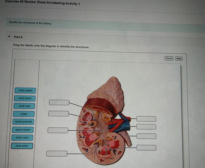 Anatomy of the urinary system exercise 40