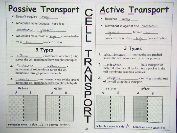 Cell transport task cards answer key