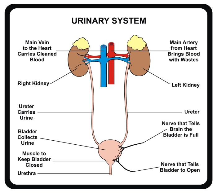 Anatomy of the urinary system exercise 40