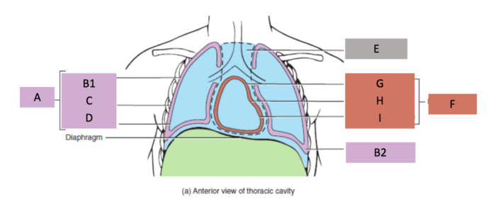 Cavity thoracic pericardium fibrous pleura costal serous definition anatomy chest organs location pleural function biology section layer parietal knowyourbody