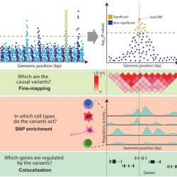 Genetic map genome genetics illustration