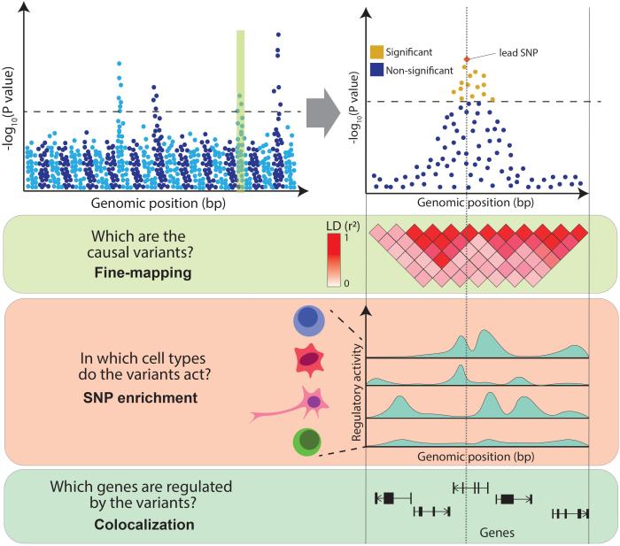 Genetic map genome genetics illustration