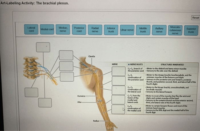 Art-labeling activity the brachial plexus