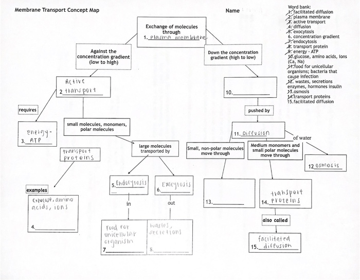 Membrane transport concept map answer key