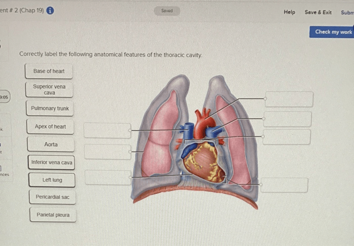 Thoracic cavity lungs dummies cavities ribs costal mediastinal hilum