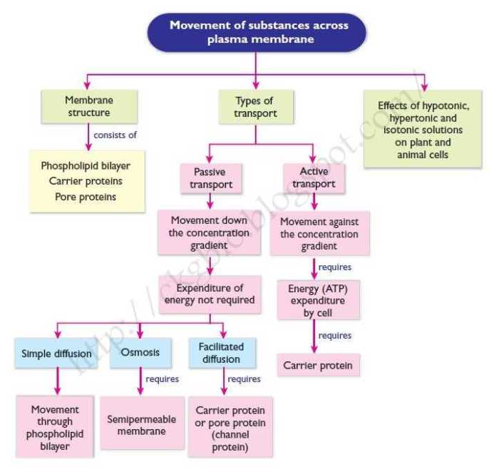 Membrane