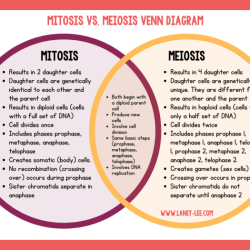 Study guide for mitosis and meiosis