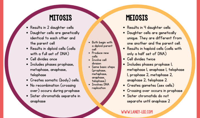 Study guide for mitosis and meiosis