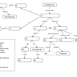 Concept map cell answers transport worksheet