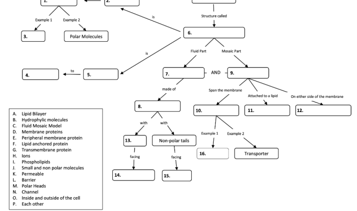 Concept map cell answers transport worksheet