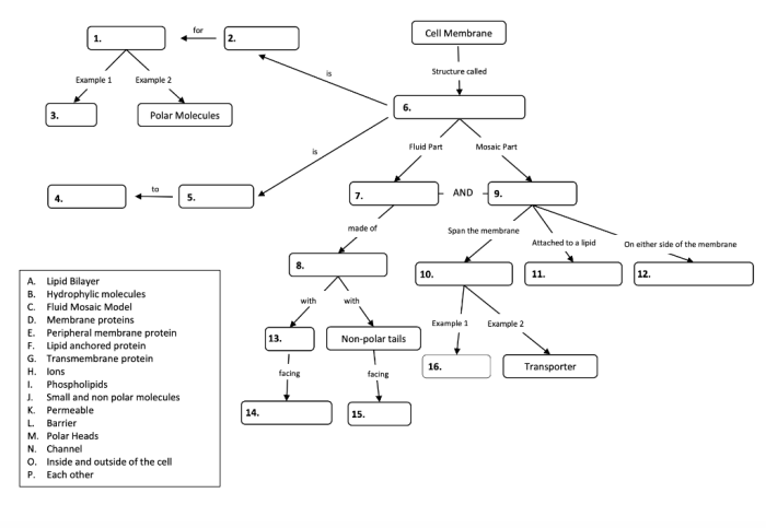 Concept map cell answers transport worksheet