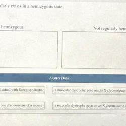 Heterozygous homozygous alleles laboratoryinfo significance works genetics