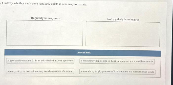 Heterozygous homozygous alleles laboratoryinfo significance works genetics