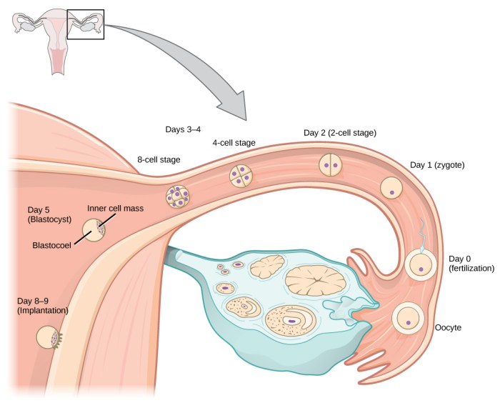 Gamete that might fertilize an ovum crossword