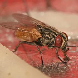 The length of the common housefly is about 1