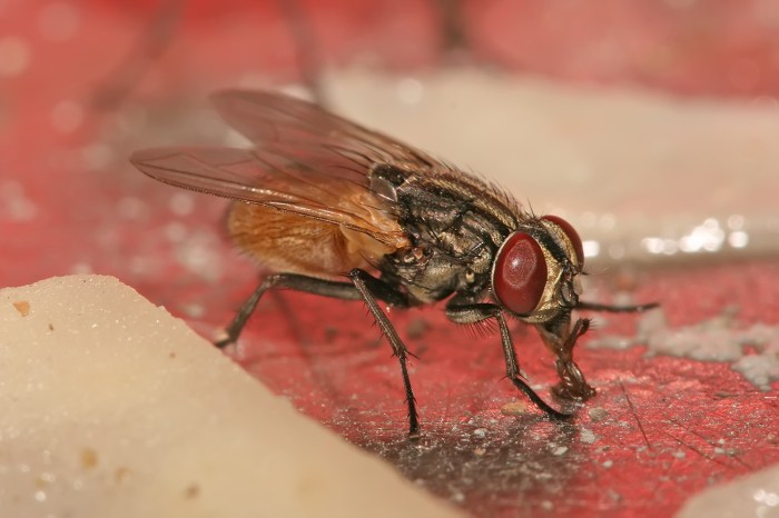 The length of the common housefly is about 1