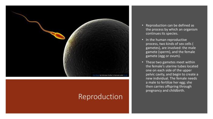 Sperm enters ovum gametes microscopic fertilize fertilization