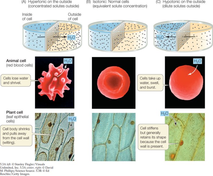 Osmosis permeable biology describe across occur biological passage gradient concentration demonstrate molecules semipermeable movement cellophane membranes vedantu cbse