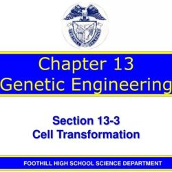 13 engineering genetic guide study chapter biology slideshare chp