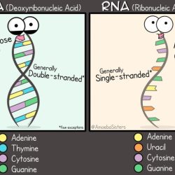 Amoeba sisters dna vs rna and protein synthesis answer key