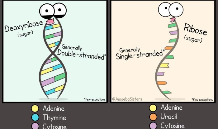 Amoeba sisters dna vs rna and protein synthesis answer key