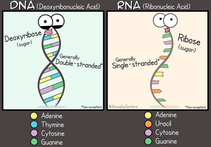 Amoeba sisters dna vs rna and protein synthesis answer key