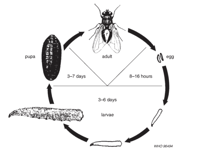 The length of the common housefly is about 1