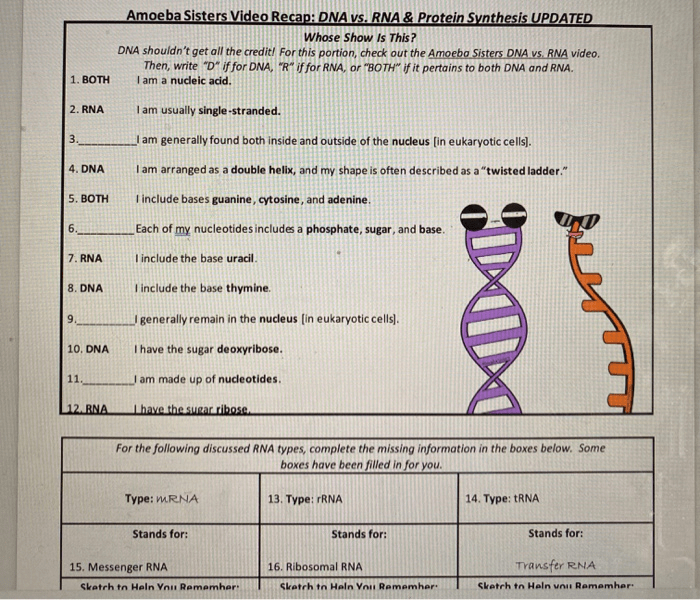 Amoeba sisters dna vs rna and protein synthesis answer key