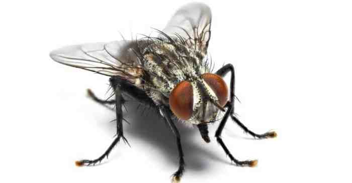 Flies housefly lalat insects miza kliknclean fakta të