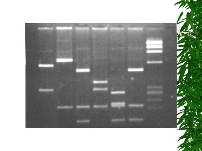 Chapter 13 genetic engineering chapter vocabulary review