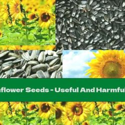 Food guides usually classify sunflower and other seeds in the