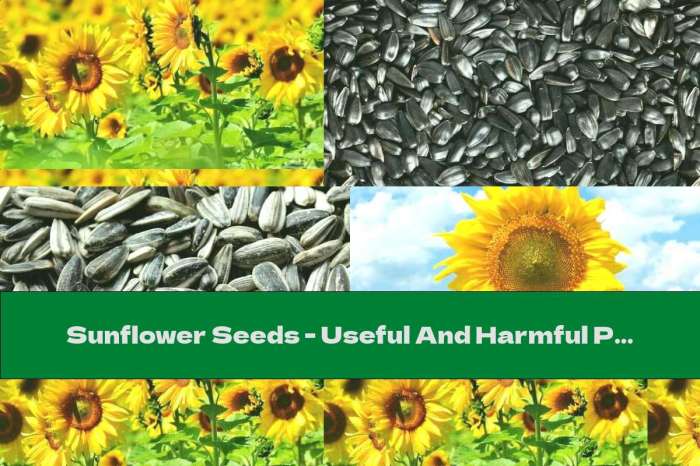 Food guides usually classify sunflower and other seeds in the