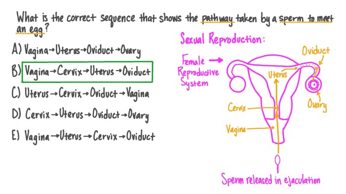 Ovum gametogenesis ivf embriologi gamete sperm fertilization ovary hewan ready organism biologi effects